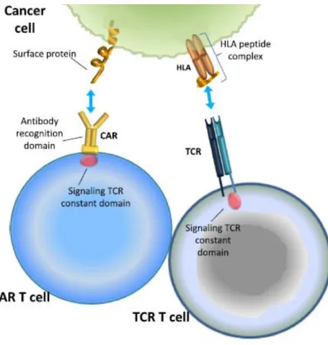 Figure 7 : Reconnaissance d’une cellule cancéreuse par un CAR ou un TCR (11) 