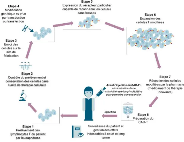 Figure 9 : Principales étapes d’un traitement par cellules CAR-T autologues (23) 
