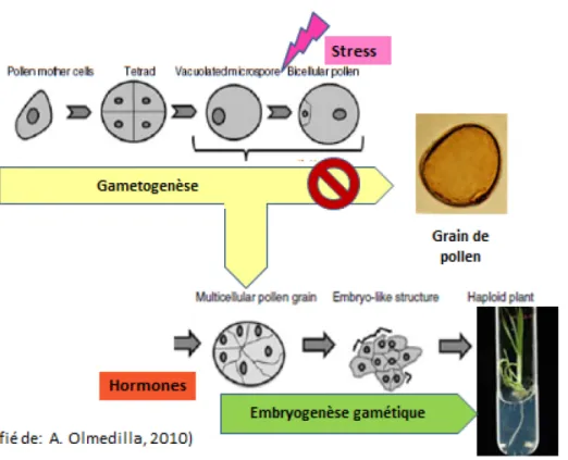 Figure 1.8: Commutation de la gamétogenèse vers l'embryogenèse chez les microspores. 