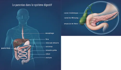 Illustration 1 : Anatomie du pancréas dans le système digestif. D’après (3). 