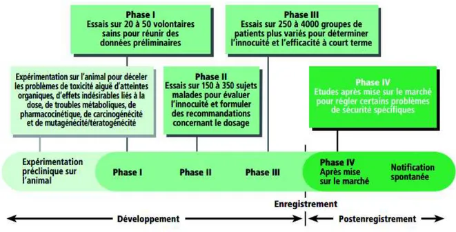 Figure 10 : Développement clinique des médicaments [56]