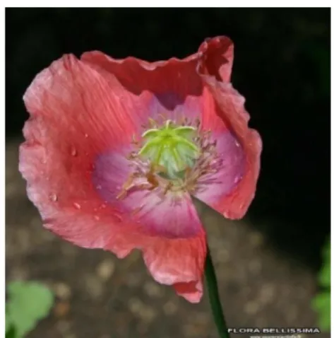 Figure 1: Papaver somniferum L. Photo de T. Pernot 