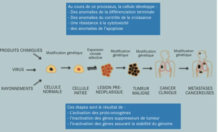 Figure 1 : La cancérogénèse, un processus multi-étapes (5) 