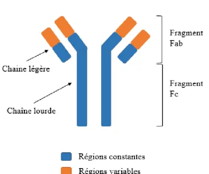 Figure 1 : Structure d’un anticorps monoclonal 