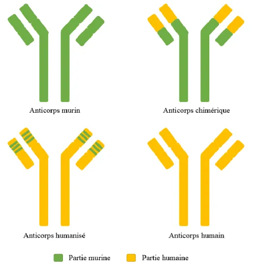 Figure 2 : Les différents types d’anticorps monoclonaux 