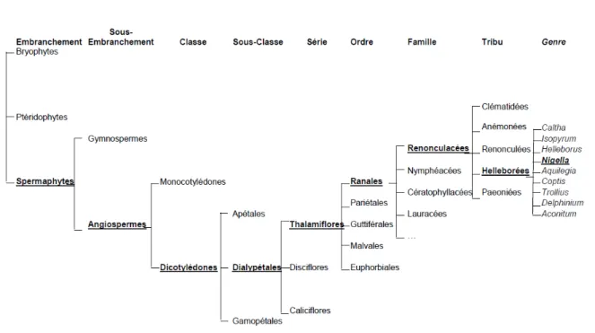 Figure 10 : Classification botanique selon Bentham et Hooker (8) 