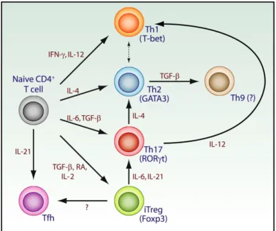 Figure 1.4.2 – La diversité des lymphocytes T CD4 effecteurs  