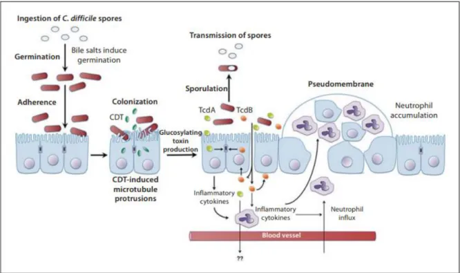 Figure 1 - Physiopathologie d'une infection à C. difficile – d’après Shen A. [31] 