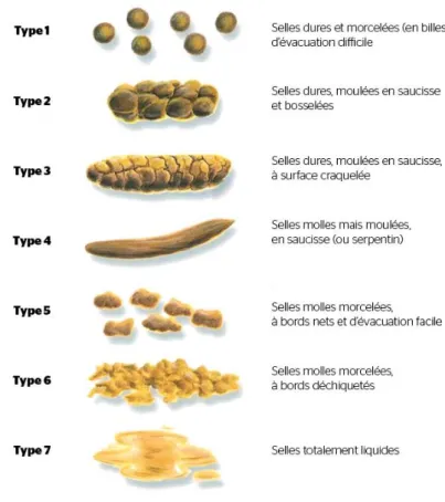 Figure 2 - Echelle de Bristol (Bristol Stool Scale) [34] 