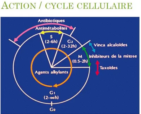 Figure 4 Action des différentes classes de chimiothérapies sur le cycle cellulaire d'une cellule (9) 