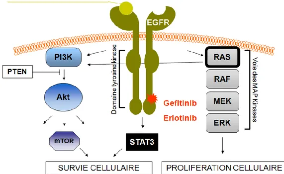 Figure 6 Principales voies de signalisation en amont de l'EGFR, d'après Dr Cortot (Pneumologie, Lille) 