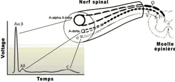 Figure 6: Les fibres nerveuses :  Présentation des différents nerfs en fonction des gaines de myéline,  conditionnant la vitesse de propagation de l’information.