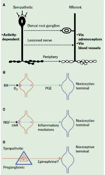 Figure 9: Couplage possible entre les neurones sympathiques et les neurones afférents : Le couplage avec  les neurones afférents primaires dépend de l’activité des neurones sympathiques et de la fonction des 