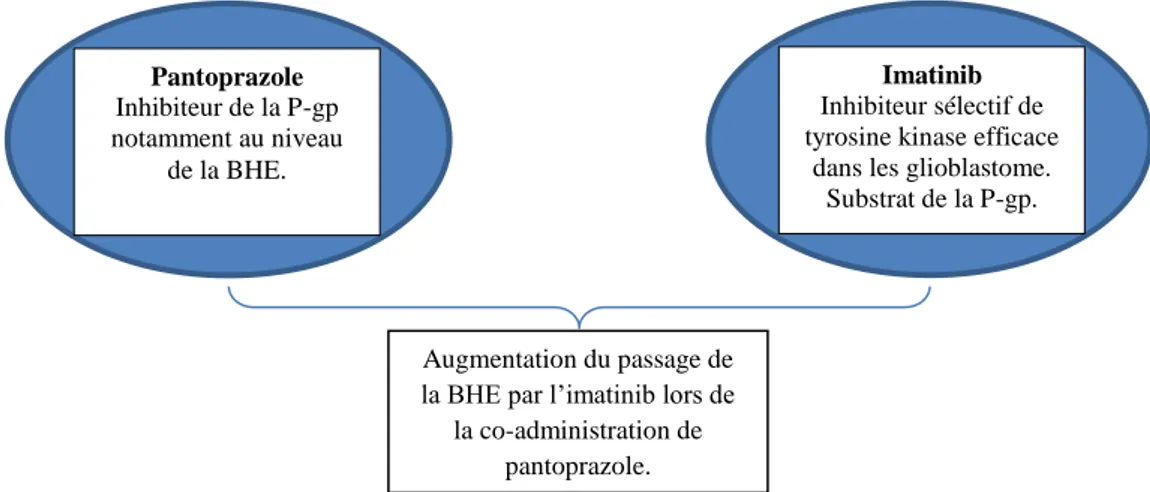 Figure 11 : Exemple d’IAM impliquant une inhibition de la P-gp au niveau de la BHE (25) 