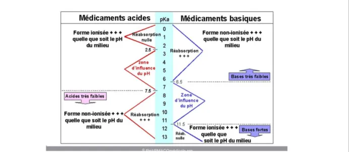 Figure 3  :  Absorption  passive  selon  le  pH  du  milieu  et  le  pKa  de  la  molécule