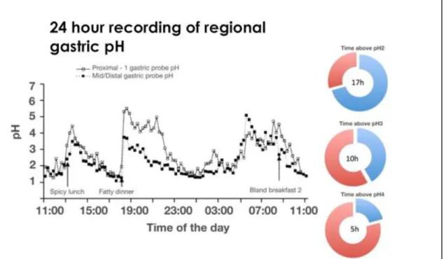 Figure 8 : Variation du pH de l’estomac sur 24h, effet de la prise alimentaire  