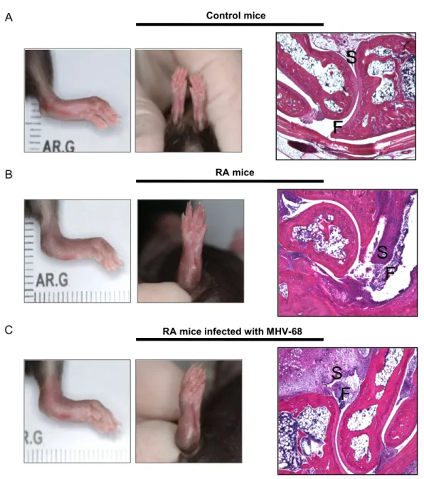 Figure 2- 2: Representation of joint inflammation and joint histology. 
