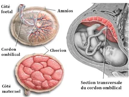 Figure 2 : Le placenta humain  Tiré de (11) 