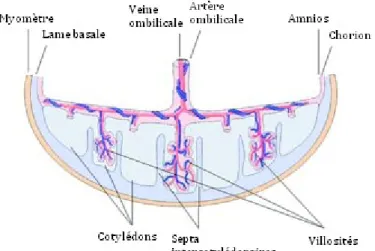 Figure 3 : Anatomie du placenta humain  Modifié de (13) 