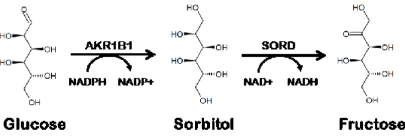 Figure 6 : La voie des polyols 