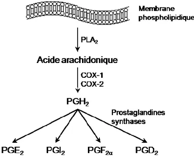 Figure 7 : Synthèse des prostaglandines  Inspiré de (85) 