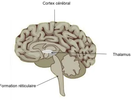 Figure 5 :  thalamus faisant relai entre la formation réticulaire et le cortex cérébral 