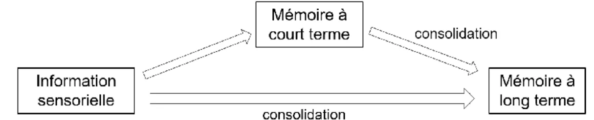 Figure 6 : mémoire à court terme et mémoire à long terme 