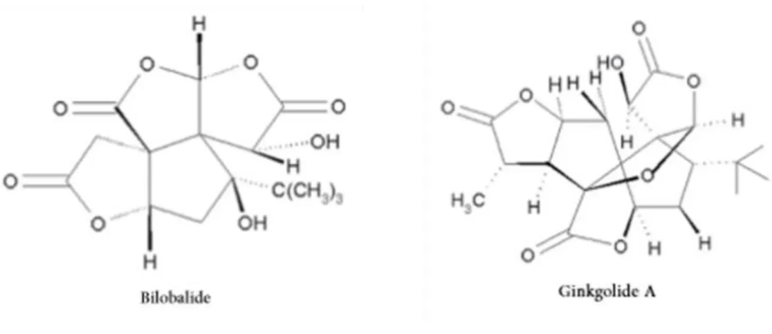Figure 11 : le ginkgolide et le bilobalide : 2 terpènes comme principes actifs du ginkgo biloba 