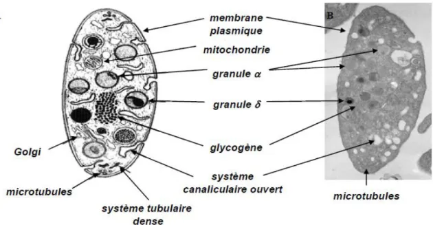 Figure 4 : Morphologie et ultrastructure plaquettaire 