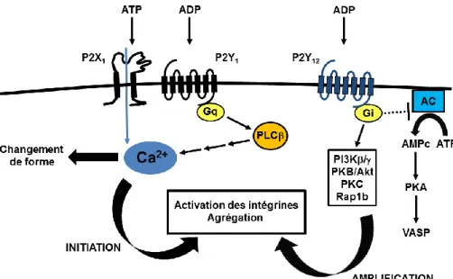 Figure 13 : Représentation schématique de l’activation plaquettaire induite par l’ADP et l’ATP  D’après Schaff M