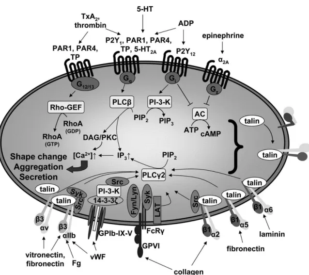 Figure 15 :  Représentation  schématique  des  voies de  signalisation impliquées  dans l’activation  plaquettaire 