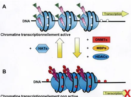 Figure 3 : Résumé de la voie de synthèse des miARNs de l’expression du transcrit primaire  jusqu’à la dégradation de l’ARNm ciblé