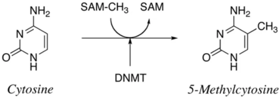 Figure 5 : Modification de la cytosine en 5-méthylcytosine par l’ajout d’un groupement  méthyl en position 5 par la Dnmt
