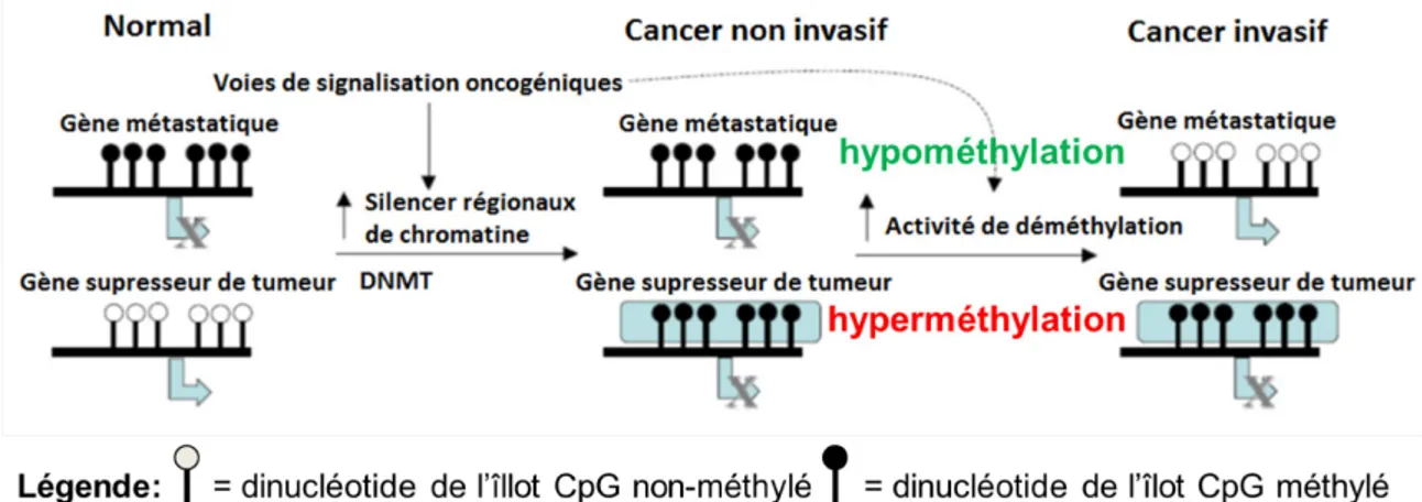 Figure 6 : Conséquences du changement de méthylation chez les gènes métastasiques et  chez les gènes suppresseurs de tumeur dans le cancer non invasif et invasif