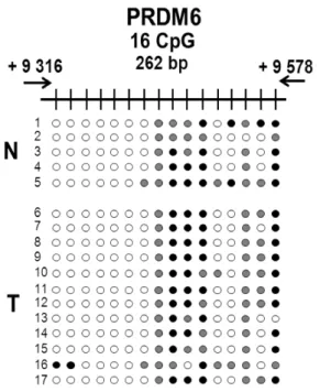 Figure 8 : Représentation visuelle des résultats obtenus lors du séquençage des amplicons  suite au BSP pour l’îlot CpG 121