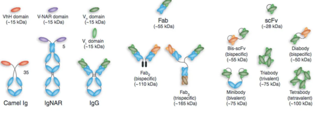 Figure 4 : Représentation schématique des différents formats d'anticorps. (Holliger  and Hudson 2005) De gauche à droite, domaine VHH : partie variable d’une Ig à chaînes  lourdes de camélidé (HCAb) en haut, HCAb en bas ; domaine VNAR : partie variable  d’