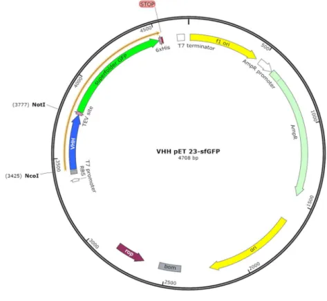 Figure  10 :  Plasmide  contenant  la  séquence  de  VHH  (bleu)  et  la  superfolder  Green  Fluorescent Protein (vert) 