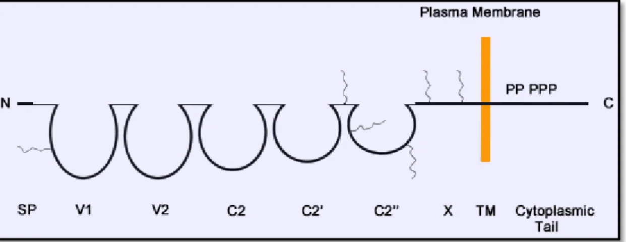 Figure 2: Structure protéique de CD146  2