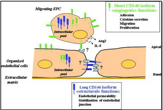 Figure 3 : Schéma résumé de la localisation et des fonctions de CD146 dans les cellules endothéliales 3