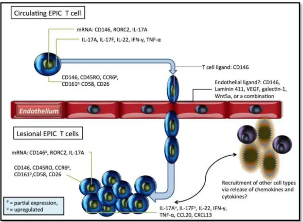 Figure 4 : Caractéristiques des lymphocytes T CD146 positifs 4  d’après Dagur,  Endothelial-binding, proinflammatory T cells  identified by MCAM (CD146) expression: Characterization and role in human autoimmune diseases 