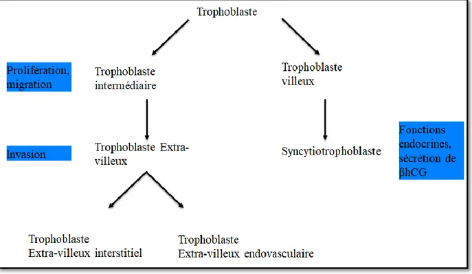 Figure 5 : les voies de différenciation trophoblastique 