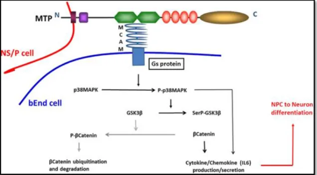 Figure 6 : schéma de l’interaction de la matriptase et CD146 entre les cellules NS/P et les cellules endothéliales 5