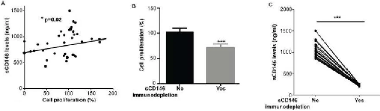 Figure 11 : effets de CD146 soluble et la prolifération cellulaire endothéliale 
