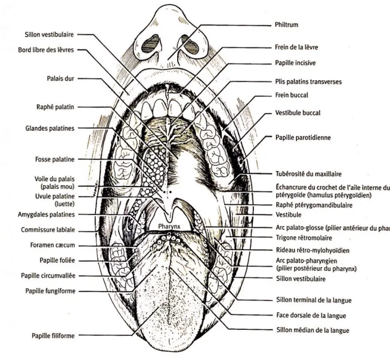 Figure 1 : Structure de la cavité buccale  