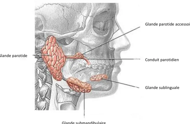 Figure 2 : Vue des glandes salivaires majeures et leurs canaux excréteurs respectifs  
