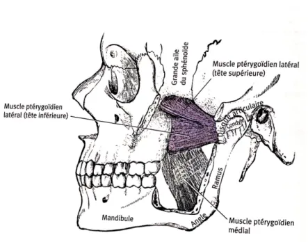 Figure 4 : Représentation du muscle ptérygoïdien médial et les deux têtes du muscle 