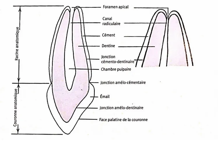 Figure 5 : Dent antérieure du maxillaire sectionnée selon un plan longitudinal  