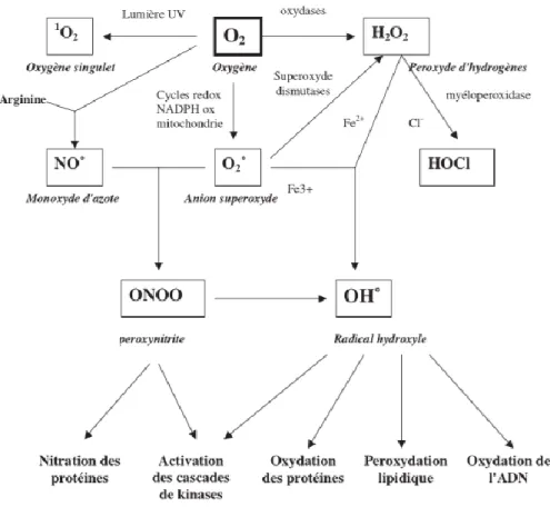 Fig 5. Origine des différentes espèces réactives de l’oxygène et leurs implications en  biologie (Favier) 