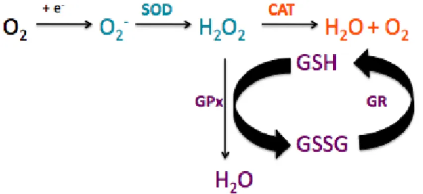 Fig 11. Réactions clés des défenses enzymatiques antioxydantes 