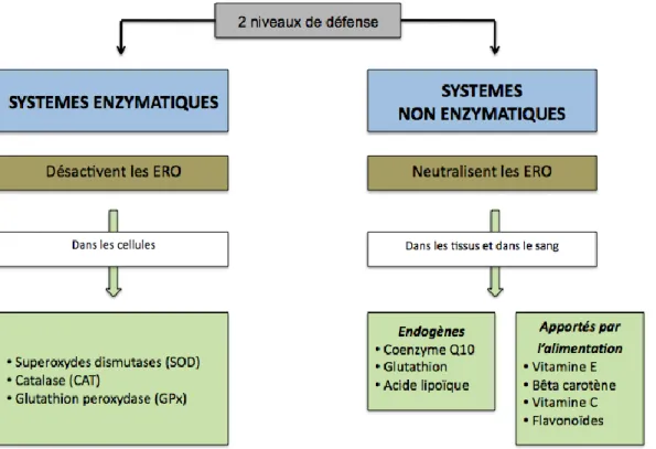 Fig 16.  Récapitulatif des défenses antioxydantes 